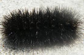 Black And Yellow Hairy Caterpillar Black Hairy Caterpillar What Kind Is It And Is It Poisonous In 2020 Black Caterpillar Poisonous Caterpillars Caterpillar