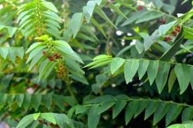 • asam jawa • gula melaka • garam • lada hitam utk yang lepas bersalin boleh tambahkan ketika fasa memblender tu. 10 Manfaat Daun Katuk Untuk Kesehatan Cocok Bagi Wanita Hamil