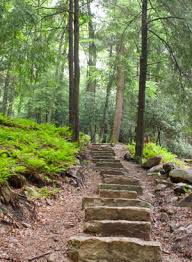 Different foods respond differently when cooked. Explorejeffersonpa Com Pa Parks And Forests Foundation Names Cook Forest Park Of Year