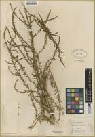 Image result for Suaeda articulata