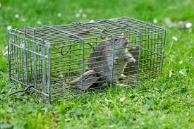 Am besten beauftragen sie einen professionellen schädlingsbekämpfer mit der bekämpfung und beseitigung der ratten. Ratten Im Garten 7 Wirksame Tipps Um Ratten Zu Vertreiben Wurzelwerk