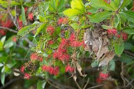 Image result for Barringtonia