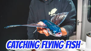 Laguna beach, newport beach, and huntington beach coastline is the destination for our ½ day trips. California Flying Fish Catching Them For Bluefin Tuna Bait Youtube