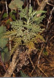 Image result for Artemisia afra