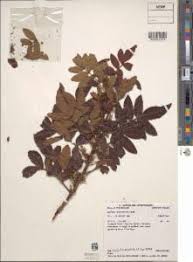 Image result for Triraphis schinzii