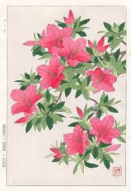 Azalea From Shodo Kawarazaki Spring Flower Japanese Woodblock Prints Dibujos Botanicos Flores Japonesas Calaveras Flores