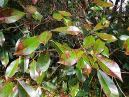 We did not find results for: What S Wrong With My Photinias Tree Shepherds