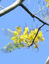 Image result for Schizolobium parahyba