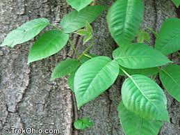 Leaves of three let it be. Poison Ivy Poison Sumac Trekohio