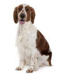 Welsh springer spaniels are an ancient breed of spaniel that are famous for being loyal companions and great hunters. Welsh Springer Spaniel Temperamentvoll Eigensinnig Pedigree