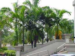 Pokok pinang ditanam dan bertumbuh di india, malaysia, taiwan dan banyak lagi negara asia lain untuk benihnya. Pinang