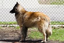 The belgian sheepdog, also known as the groenendael, is one of four varieties of belgians all named for belgian villages: Belgian Shepherd Wikipedia