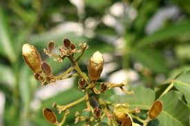 Image result for Fernandoa