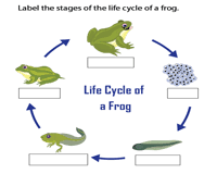 My kiddos will have to write the correct stage in the cycle using the words in the word bank. Life Cycle Of A Frog Worksheets