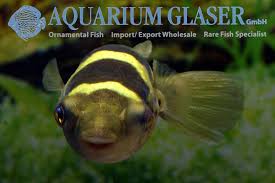 From wikimedia commons, the free media repository. Dichotomyctere Fluviatilis Fruher Aquarium Glaser Gmbh Facebook