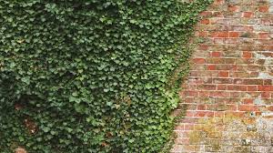 Ceramic holland mold , christmas , green ivy with berries, small cake plate. 5 Fast Facts About English Ivy
