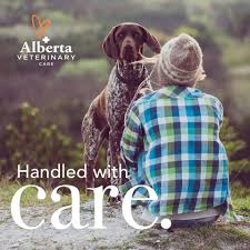 Genuinely concerned for your pet. The Ultimate Guide To The Top Veterinarians In Portland Oregon Fauna Care