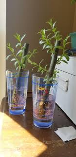 At the end of the growing season i always trim it up about as high as i can reach. Beginner Need Advice On Next Steps For Transforming Willow Cuttings To Bonsai Bonsai