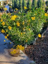 Image result for Euryops