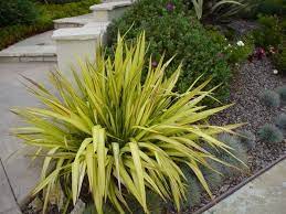 Phormium Yellow Wave Front Garden Design Home Garden Plants Plants