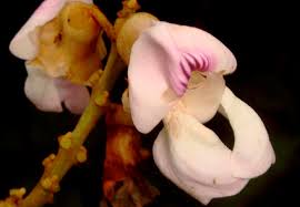 Image result for Macropsychanthus