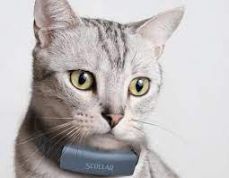 Pawtrack takes a location fix every 10 minutes (and on request for live tracking). Charlesas Keasingas Afrika Piktnaudziavimas Gps Cat Yenanchen Com