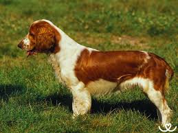 Image result for velššpringršpaněl