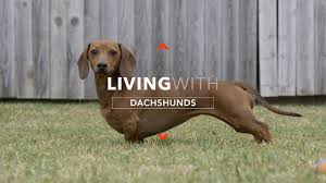 Check out our dachshund for sale selection for the very best in unique or custom, handmade pieces from our shops. Dachshund Dog Breed All You Need To Know