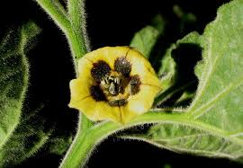 Image result for Physalis pubescens