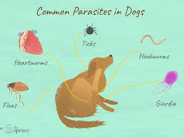 Coughing more than usual can mean that your dog has had worms for a while now and it needs to be treated soon. Parasites In Dogs That You Should Know