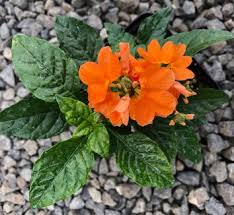 Image result for Crossandra nilotica