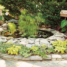 Image result for Pycreus elegantulus