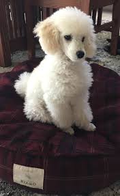 Pin By Angela Svirbely On Tres Jolie Poodle Puppy Cute Dogs Poodle Dog