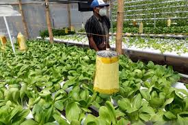 Jual aneka biji tanaman hidroponik, bibit buah, bibit bunga, kaktus, sukulen, hobi dan tips berkebun, manfaat buah dan sayur. Permintaan Sayuran Hidroponik Dari Kediri Semakin Tinggi Antara News