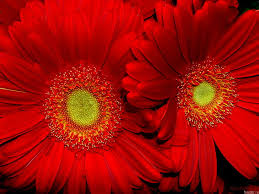 Wedding flowers online made easy Red Sunflower Hd Wallpapers Free Download Wallpaperbetter