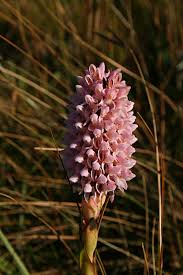 Image result for Disa fragrans