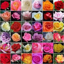 Some types of flowers are roses, carnations, irises, and sunflowers. Flowers Rose Home Facebook