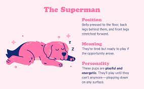 10 Dog Sleeping Positions The Adorable Meaning Behind Them Casper Blog