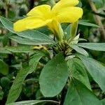 Image result for Reinwardtia indica