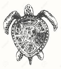 Hand Drawn Turtle Illustration Template Sketch Royalty Free Cliparts Vectors And Stock Illustration Image 57742403