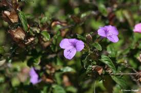 Image result for Barleria galpinii