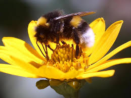 0800 866 11 85 international: Warum Stadt Hummeln Schlauer Als Land Hummeln Sind Geo