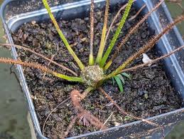 Image result for Monadenium filiforme