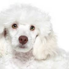 Check spelling or type a new query. Pet Loss House Calls Pet Services San Antonio Tx Phone Number