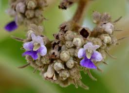 Image result for Vitex payos