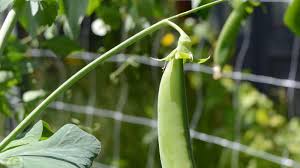 But just like a factory, plants need a few things to run. How Much Sunlight Will Your Garden Need Depends On What You Plant