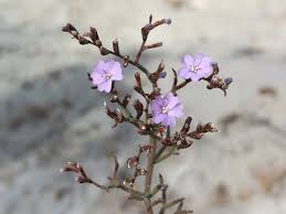 Image result for Plumbago ituriensis