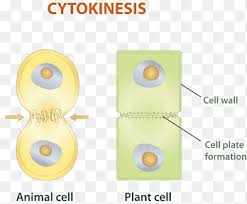Maybe you would like to learn more about one of these? Mitosis Cytokinesis Cell Division Chromosome Angle Cell Png Pngegg