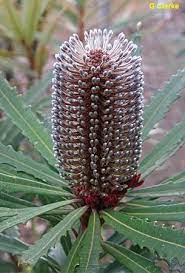 Banksia Plagiocarpa Australian Flowers Australian Plants Australian Wildflowers