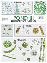 Pond Iii Photosynthetic Microlife Chart
